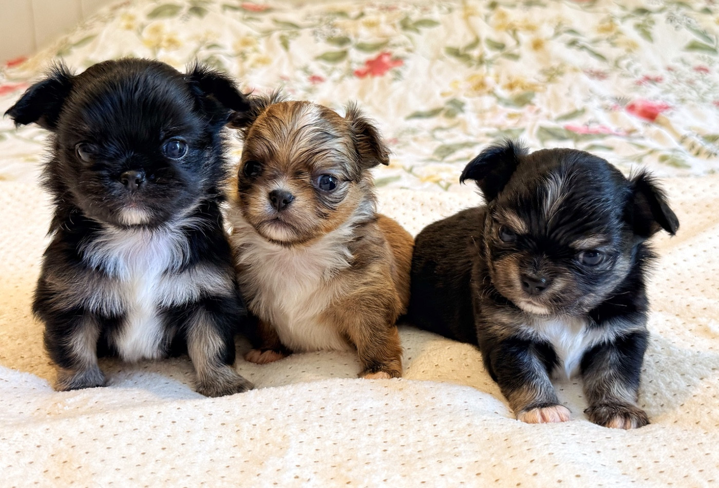 Chiot Chihuahua Des Minis Boss