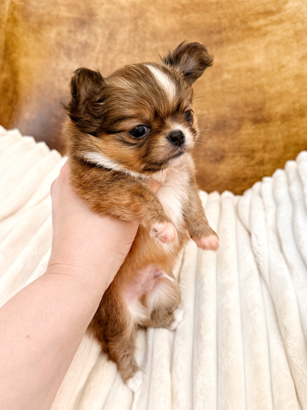 Des Minis Boss - Chiots disponibles - Chihuahua