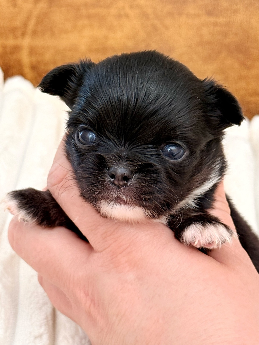 Des Minis Boss - Chiots disponibles - Chihuahua