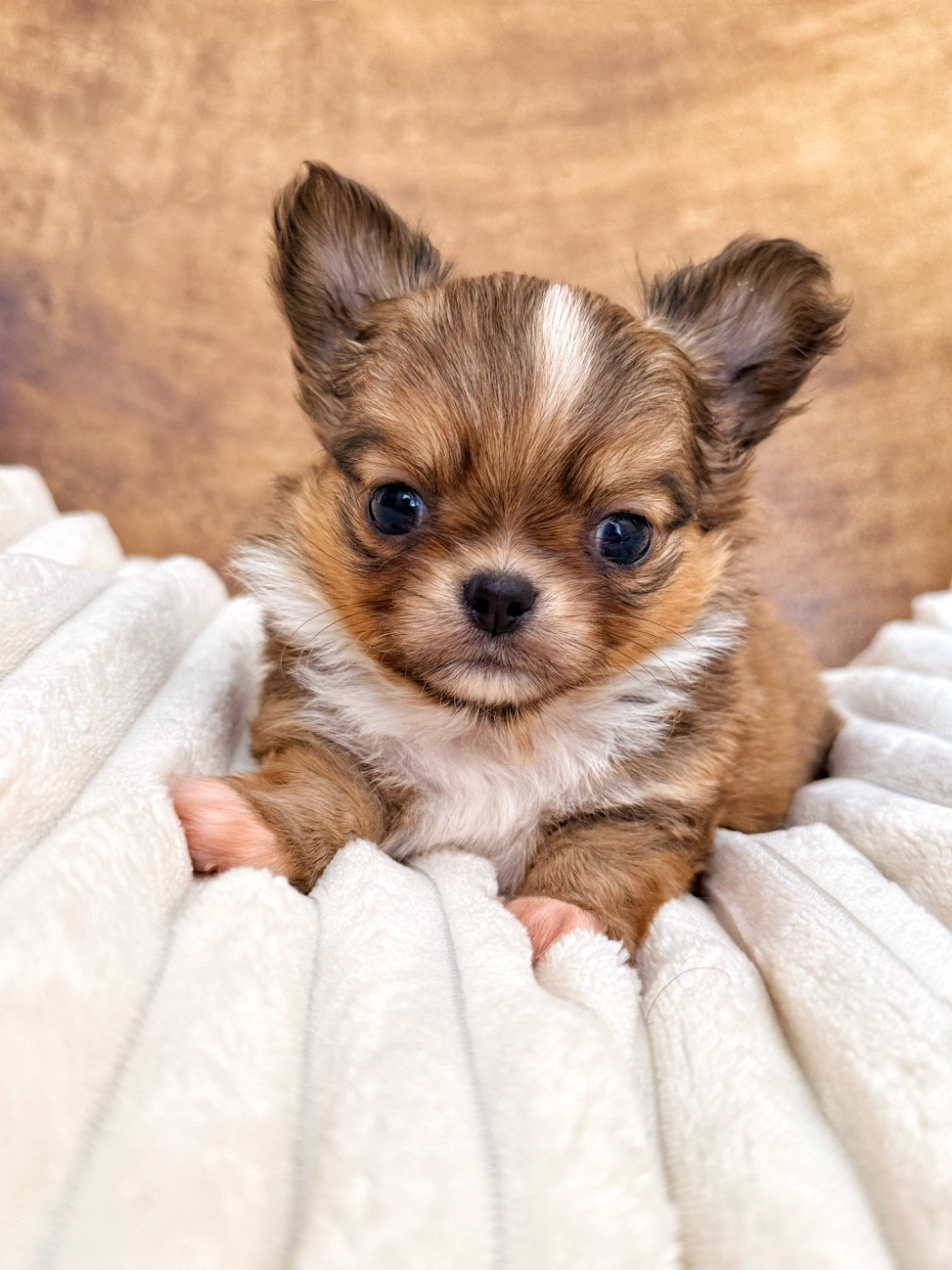 Des Minis Boss - Chiots disponibles - Chihuahua