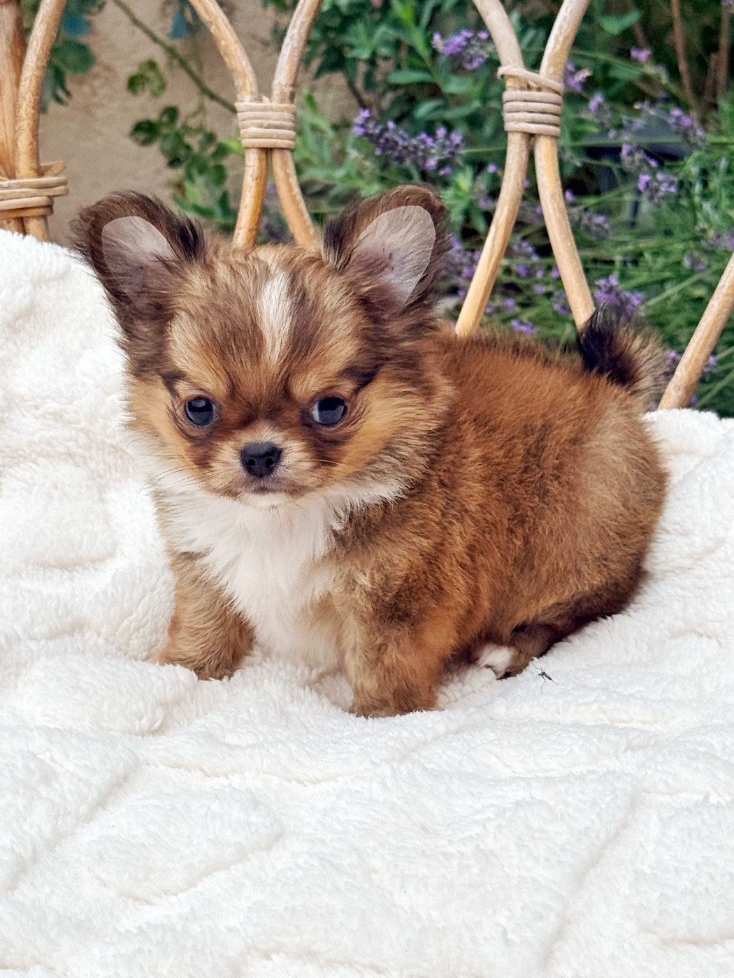 Des Minis Boss - Chiots disponibles - Chihuahua