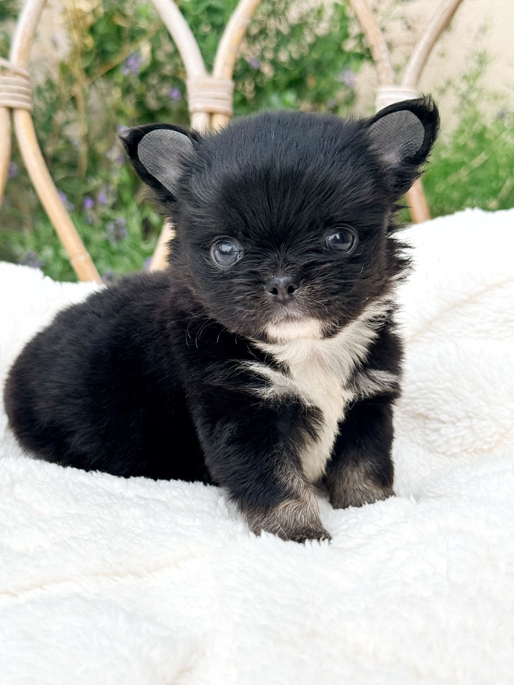 Des Minis Boss - Chiots disponibles - Chihuahua