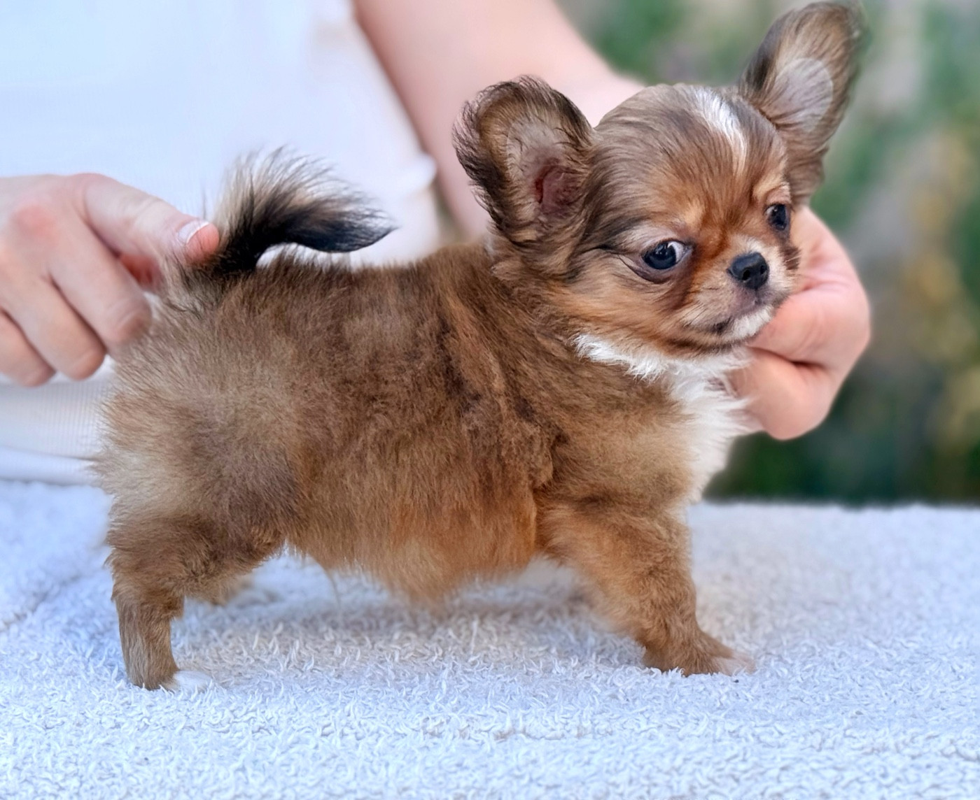 Des Minis Boss - Chiots disponibles - Chihuahua