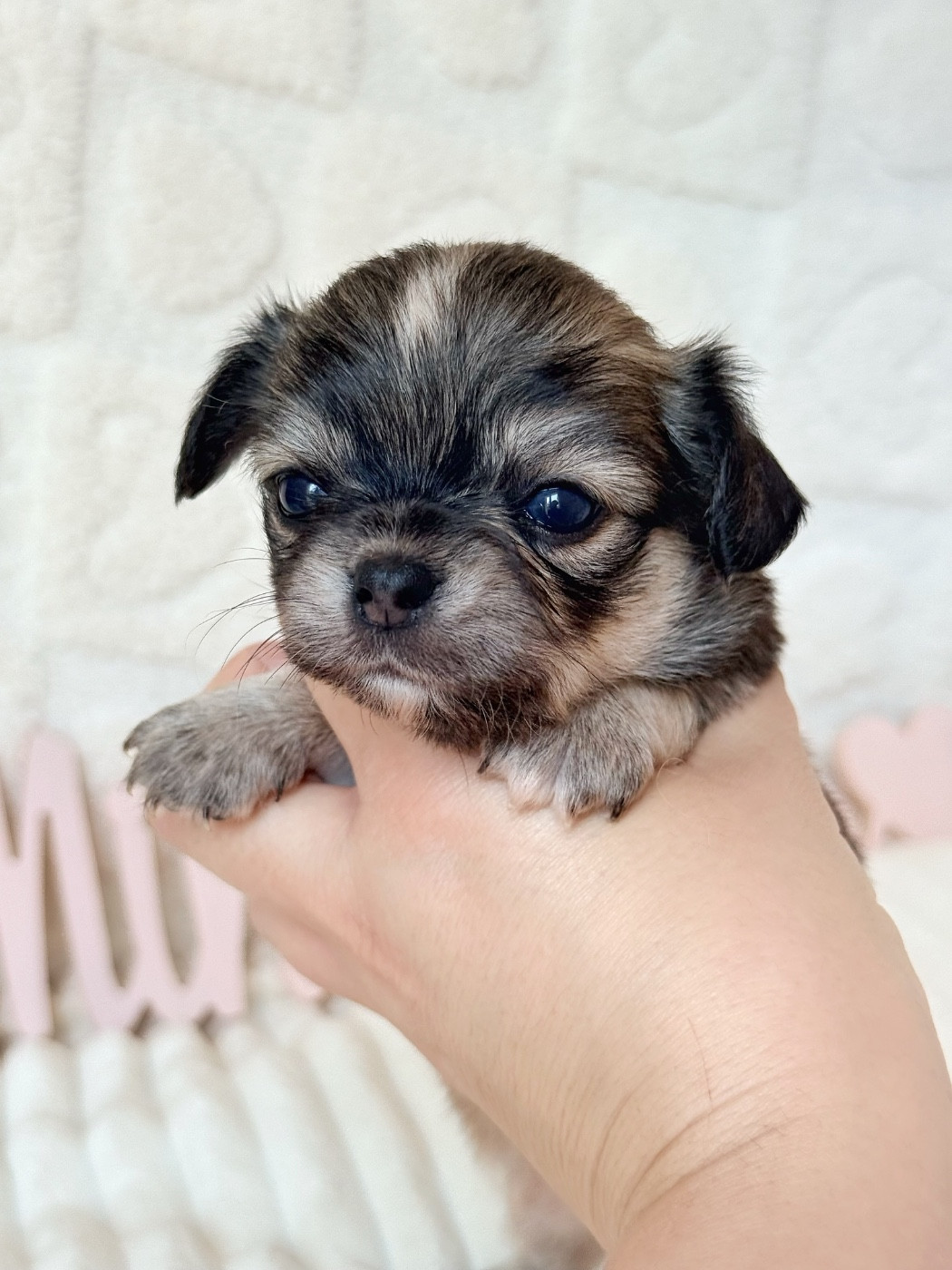 Des Minis Boss - Chiots disponibles - Chihuahua