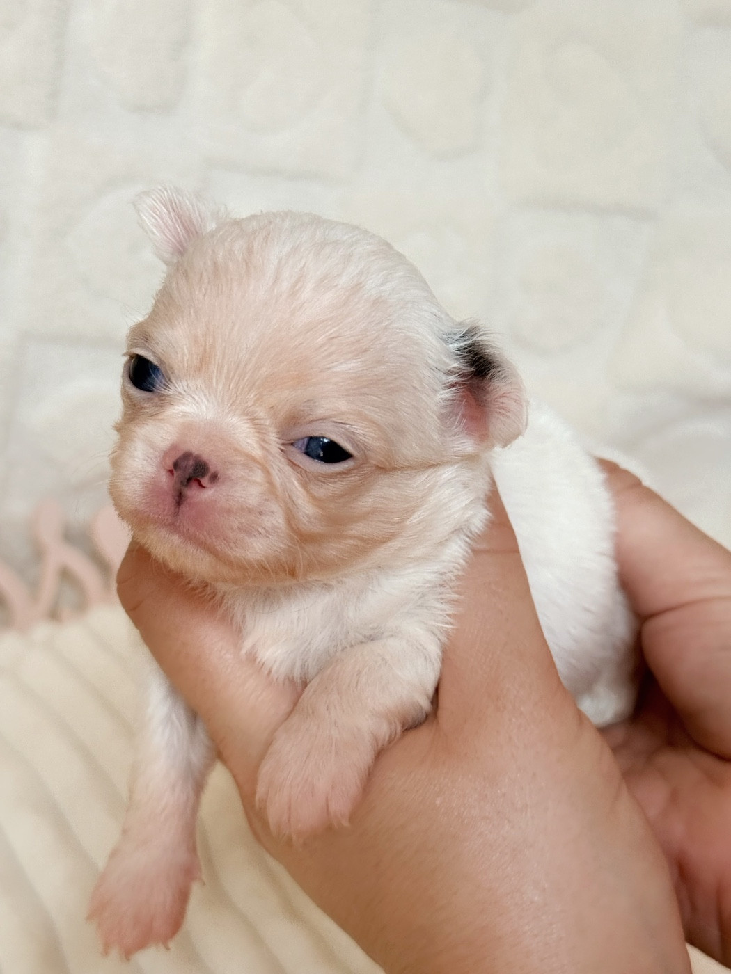 Des Minis Boss - Chiots disponibles - Chihuahua