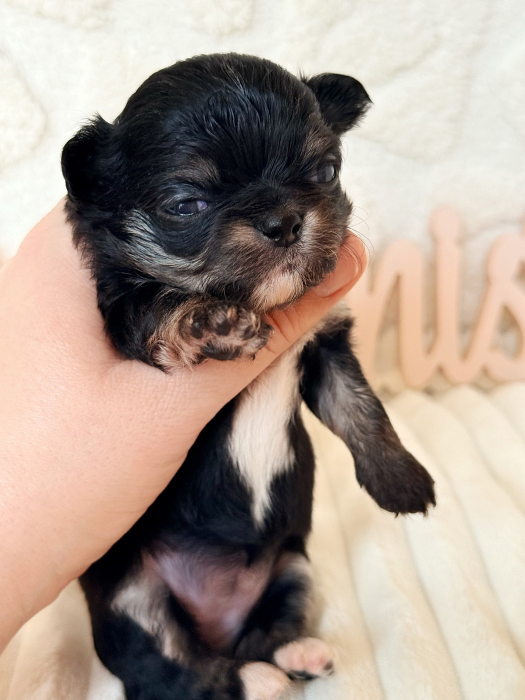 Des Minis Boss - Chiots disponibles - Chihuahua