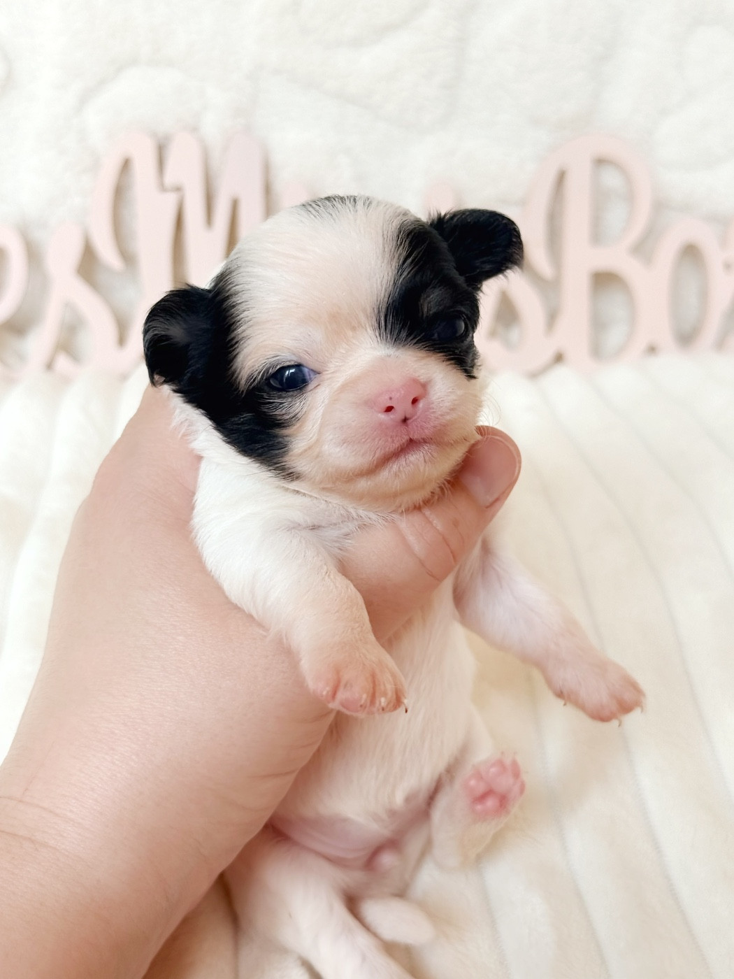 Des Minis Boss - Chiots disponibles - Chihuahua