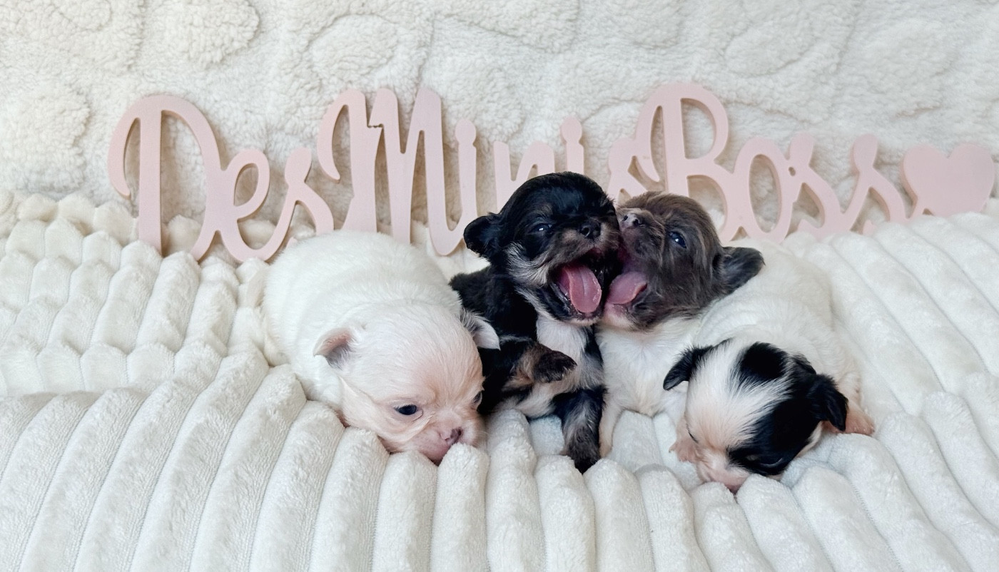 Chiot Chihuahua Des Minis Boss