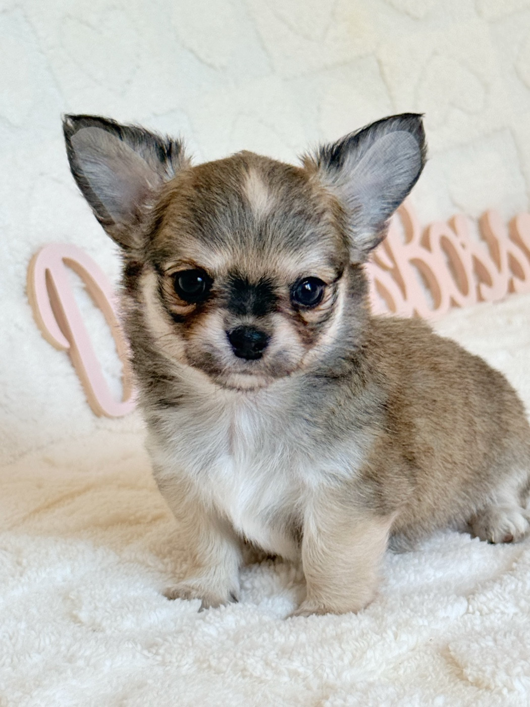 Des Minis Boss - Chiots disponibles - Chihuahua