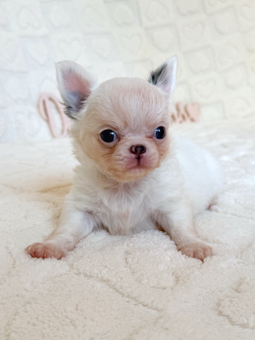 Des Minis Boss - Chiots disponibles - Chihuahua