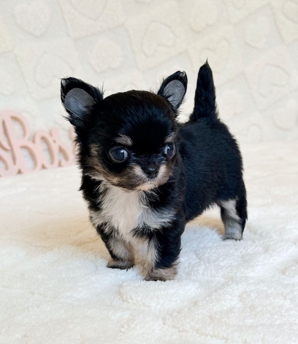 Des Minis Boss - Chiots disponibles - Chihuahua