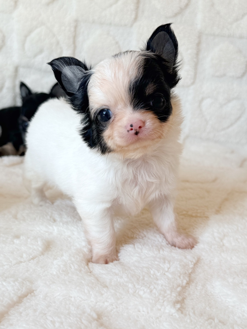 Des Minis Boss - Chiots disponibles - Chihuahua