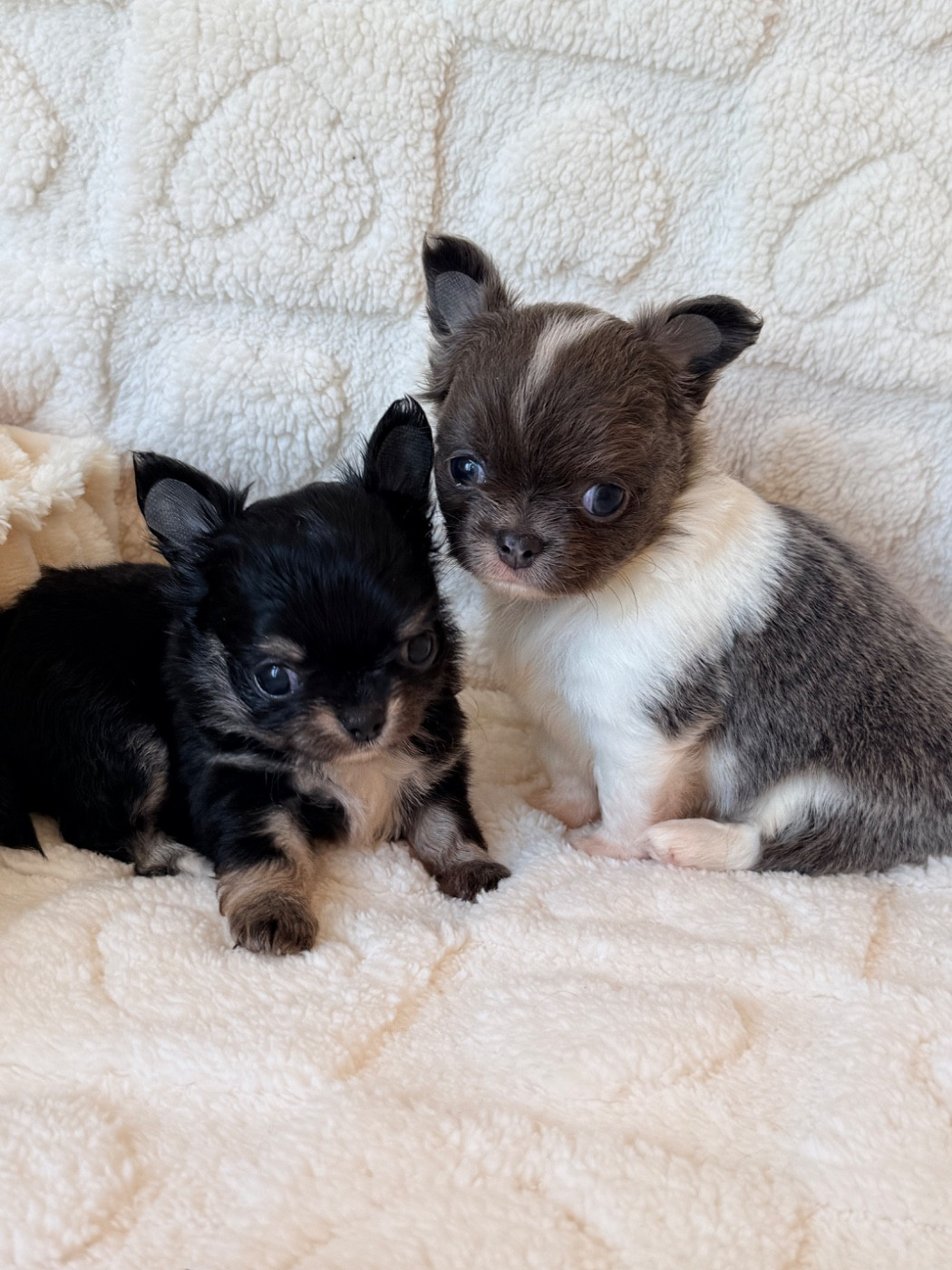 Des Minis Boss - Chiots disponibles - Chihuahua