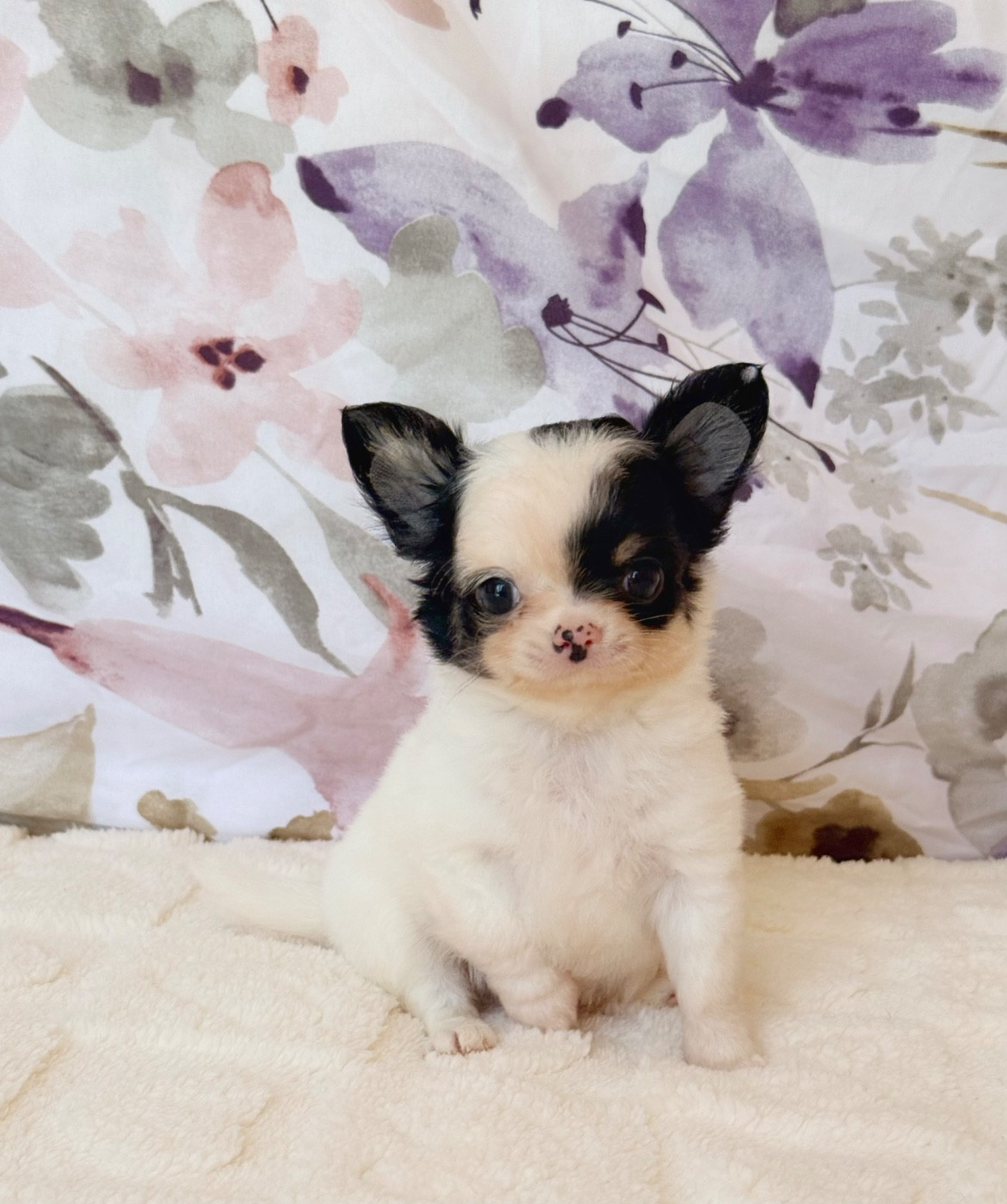 Chiot Chihuahua Des Minis Boss