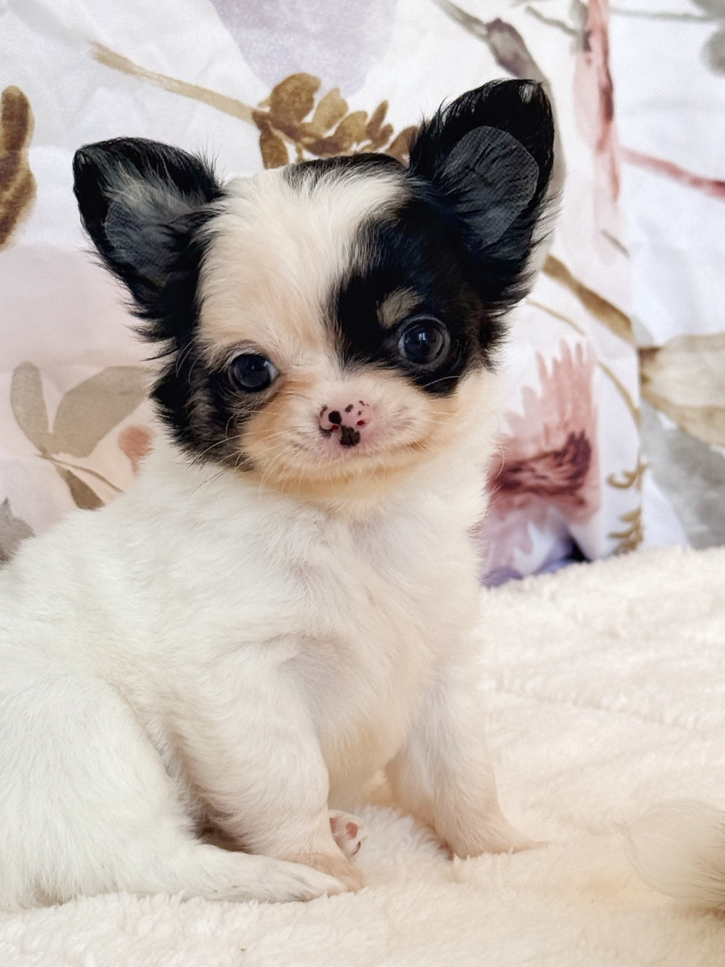 Des Minis Boss - Chiots disponibles - Chihuahua