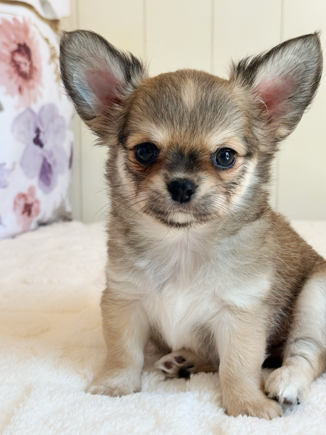 Des Minis Boss - Chiots disponibles - Chihuahua