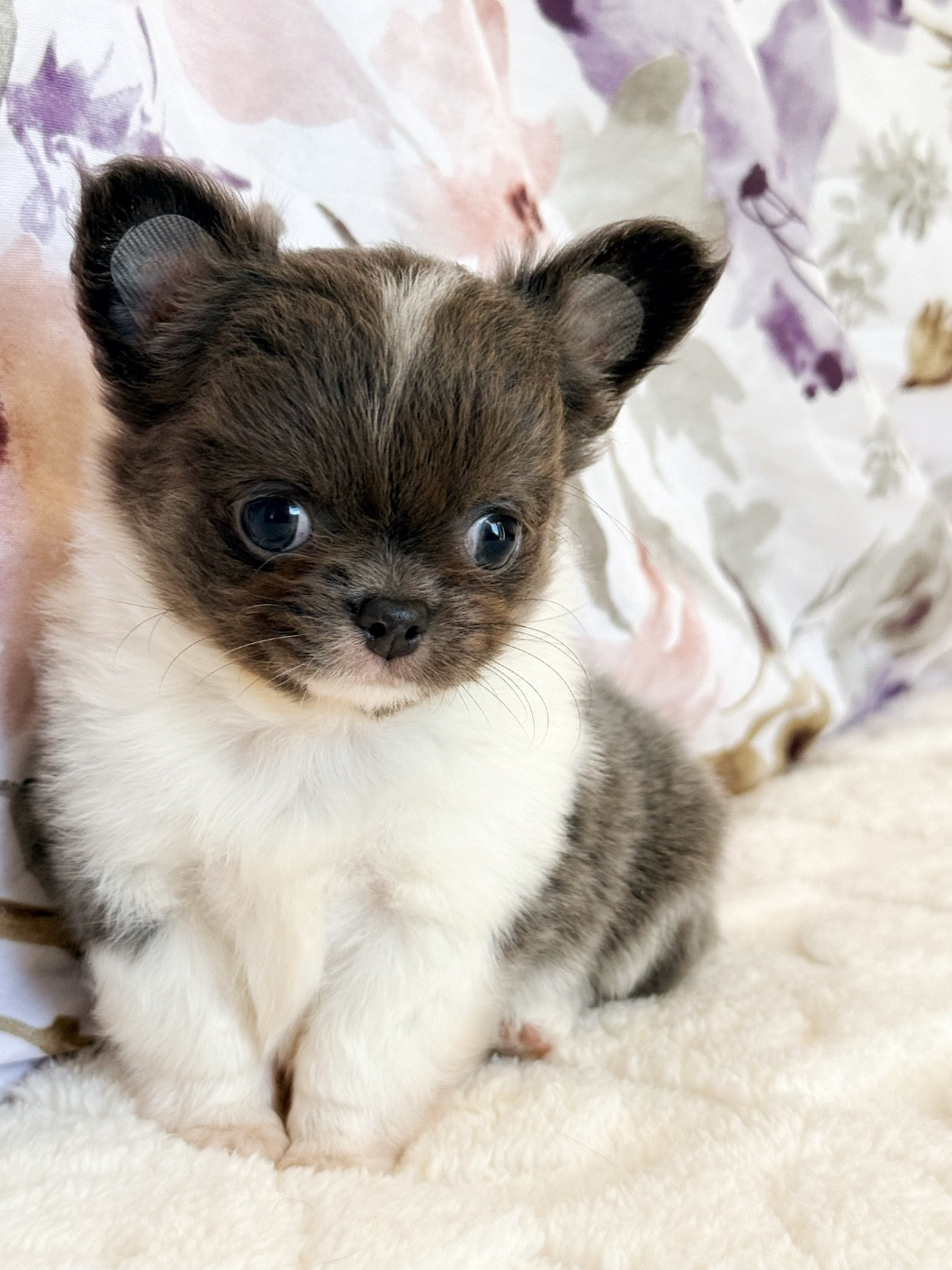 Des Minis Boss - Chiots disponibles - Chihuahua