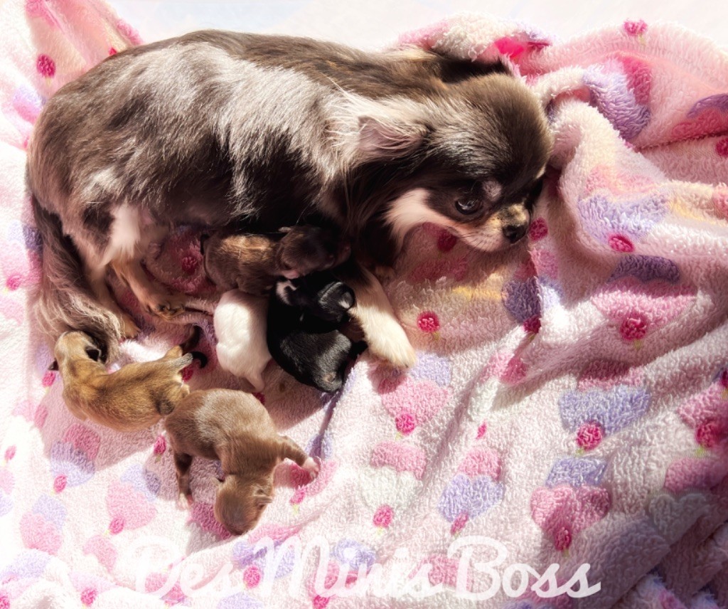 Chiot Chihuahua Des Minis Boss