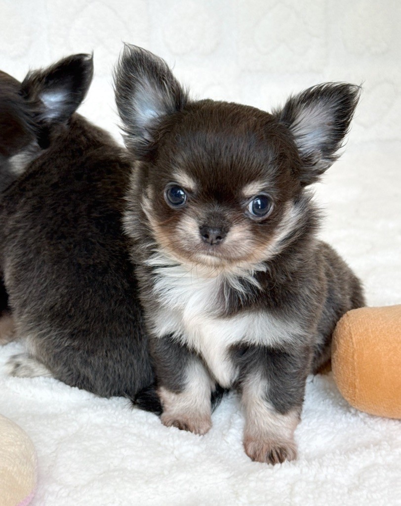 Des Minis Boss - Chiots disponibles - Chihuahua