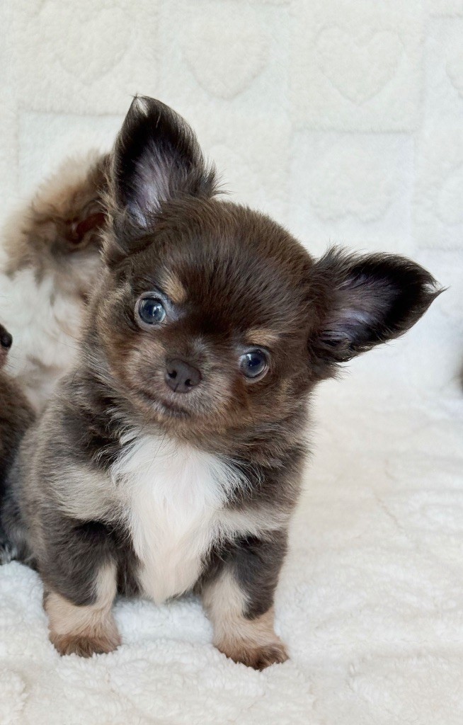 Des Minis Boss - Chiots disponibles - Chihuahua