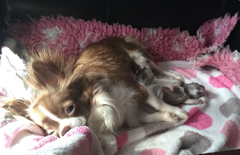 Chiot Chihuahua Des Minis Boss