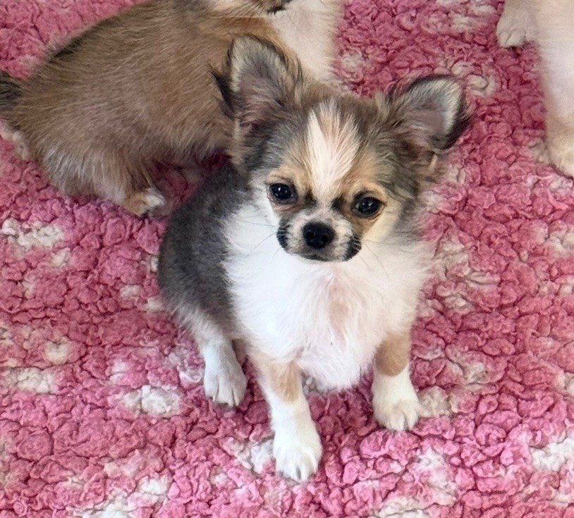 Des Minis Boss - Chiots disponibles - Chihuahua