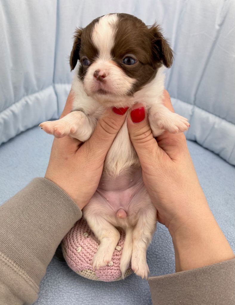 Ruby Malohe des Minis Boss 