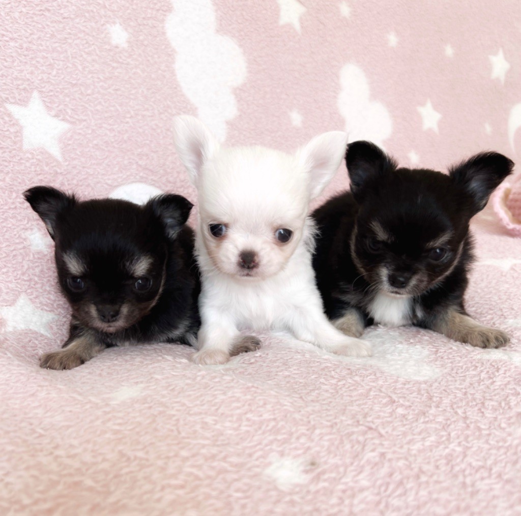 Chiot Chihuahua Des Minis Boss