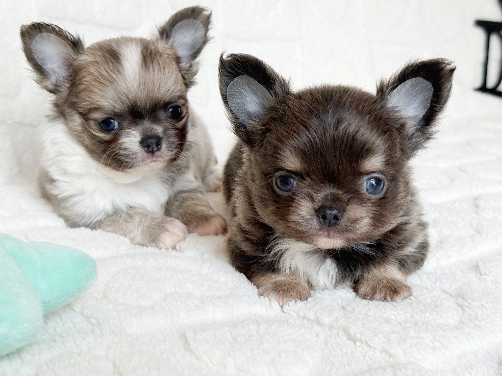 Des Minis Boss - Chihuahua - Portée née le 06/05/2025