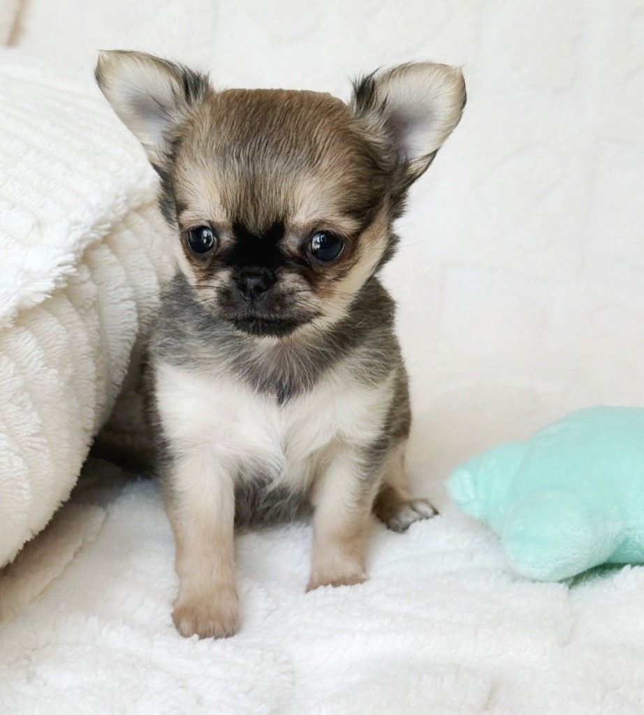 Des Minis Boss - Chiots disponibles - Chihuahua
