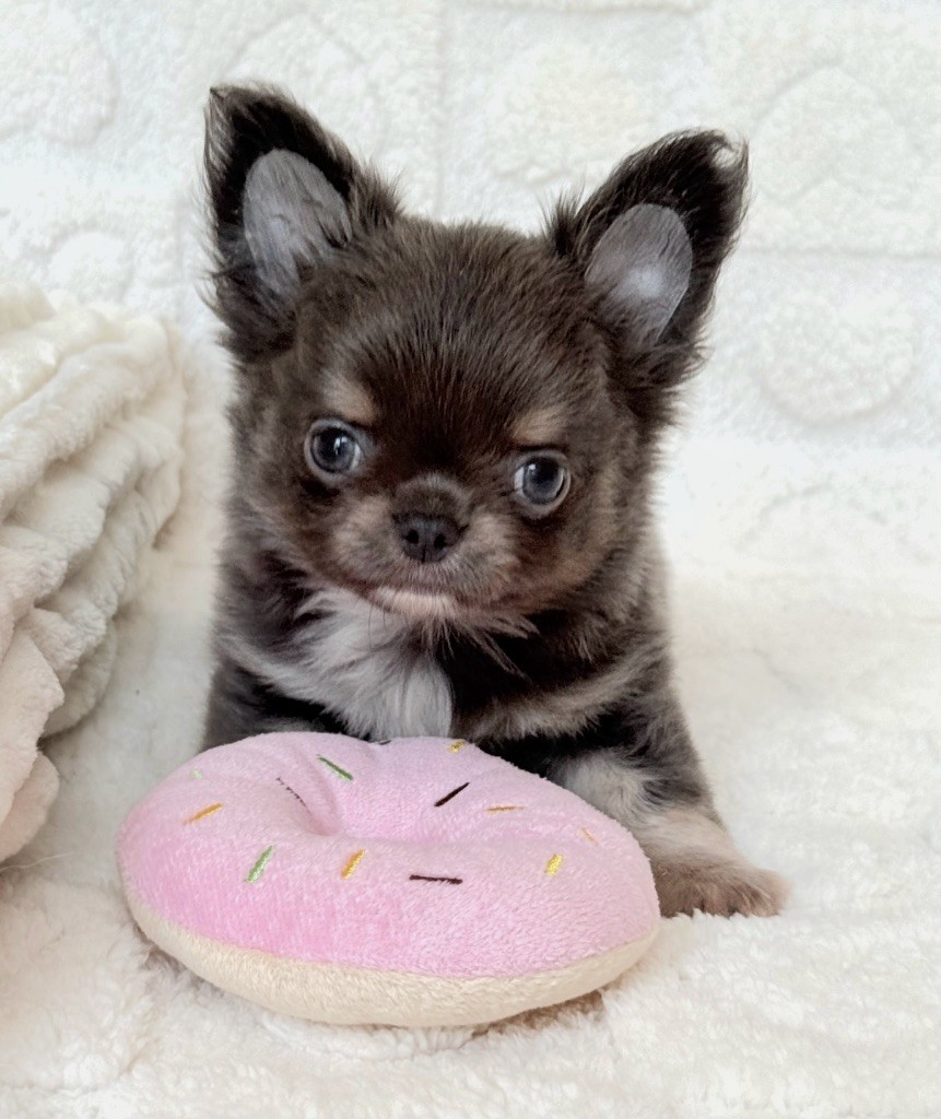 Des Minis Boss - Chiots disponibles - Chihuahua