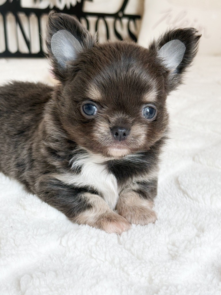 Des Minis Boss - Chiots disponibles - Chihuahua