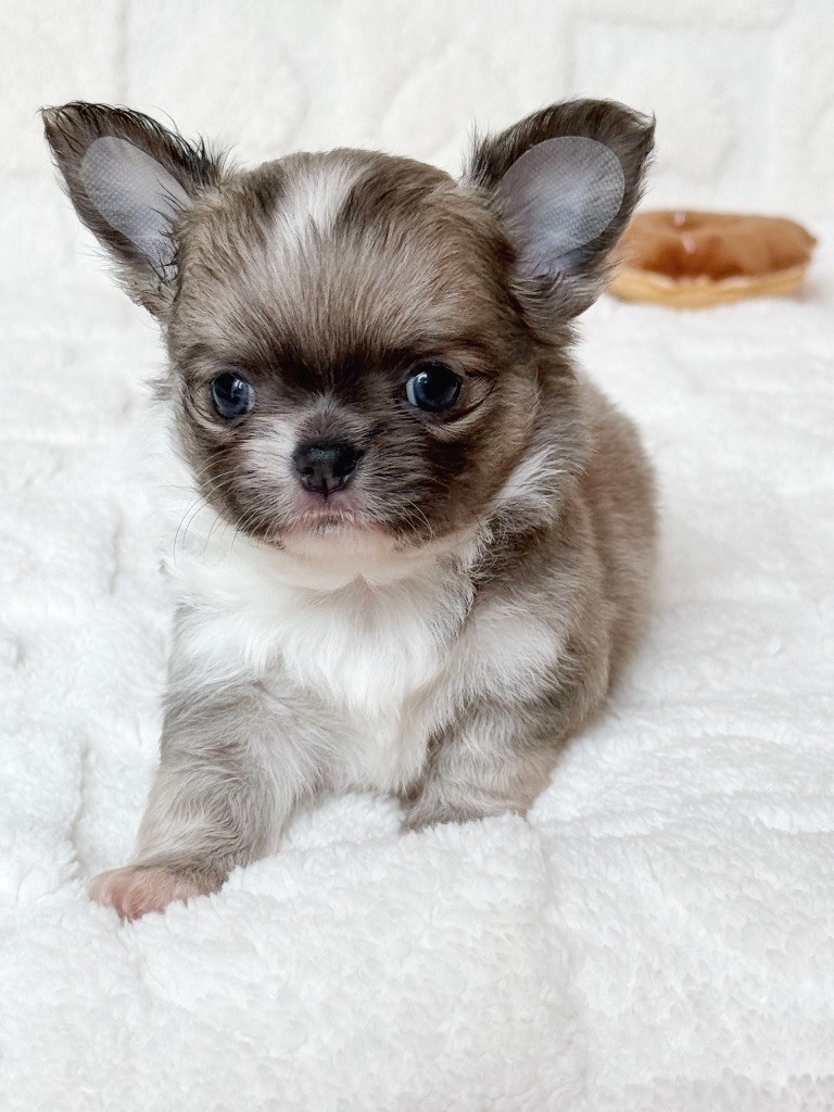 Des Minis Boss - Chiots disponibles - Chihuahua