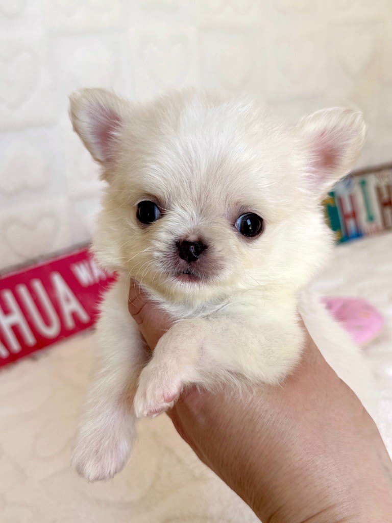 Des Minis Boss - Chiots disponibles - Chihuahua