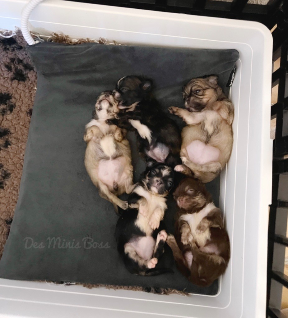 Chiot Chihuahua Des Minis Boss