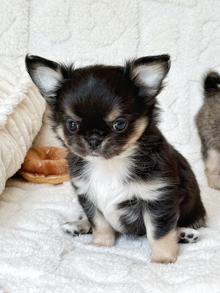 Des Minis Boss - Chiots disponibles - Chihuahua