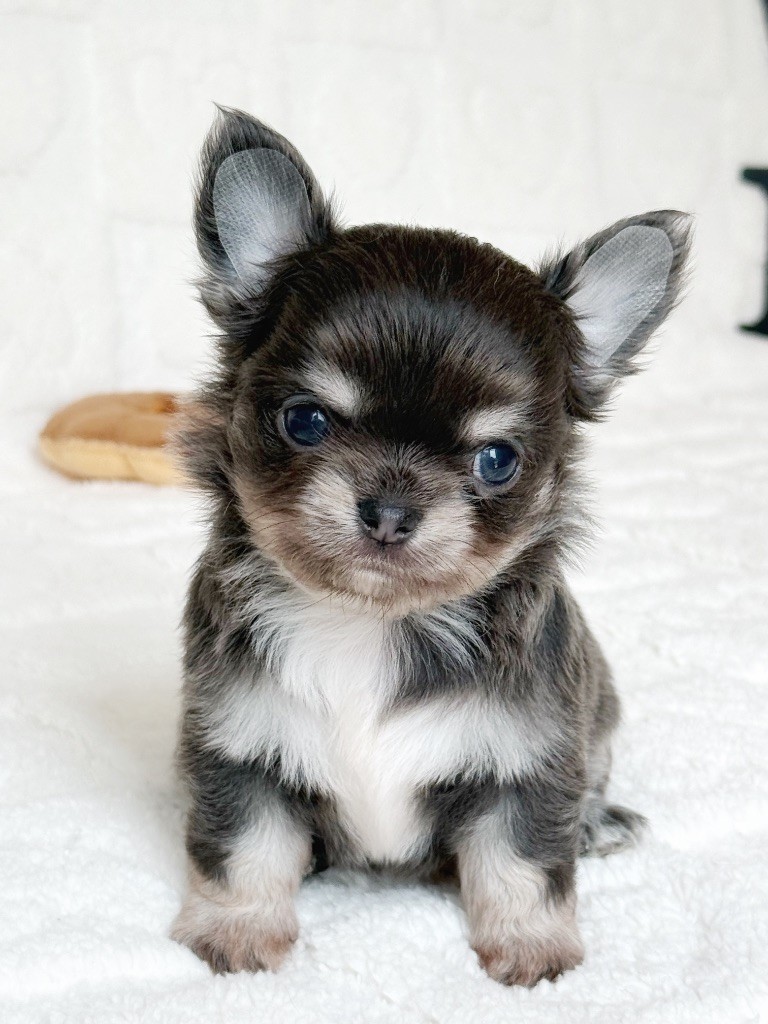 Des Minis Boss - Chiots disponibles - Chihuahua