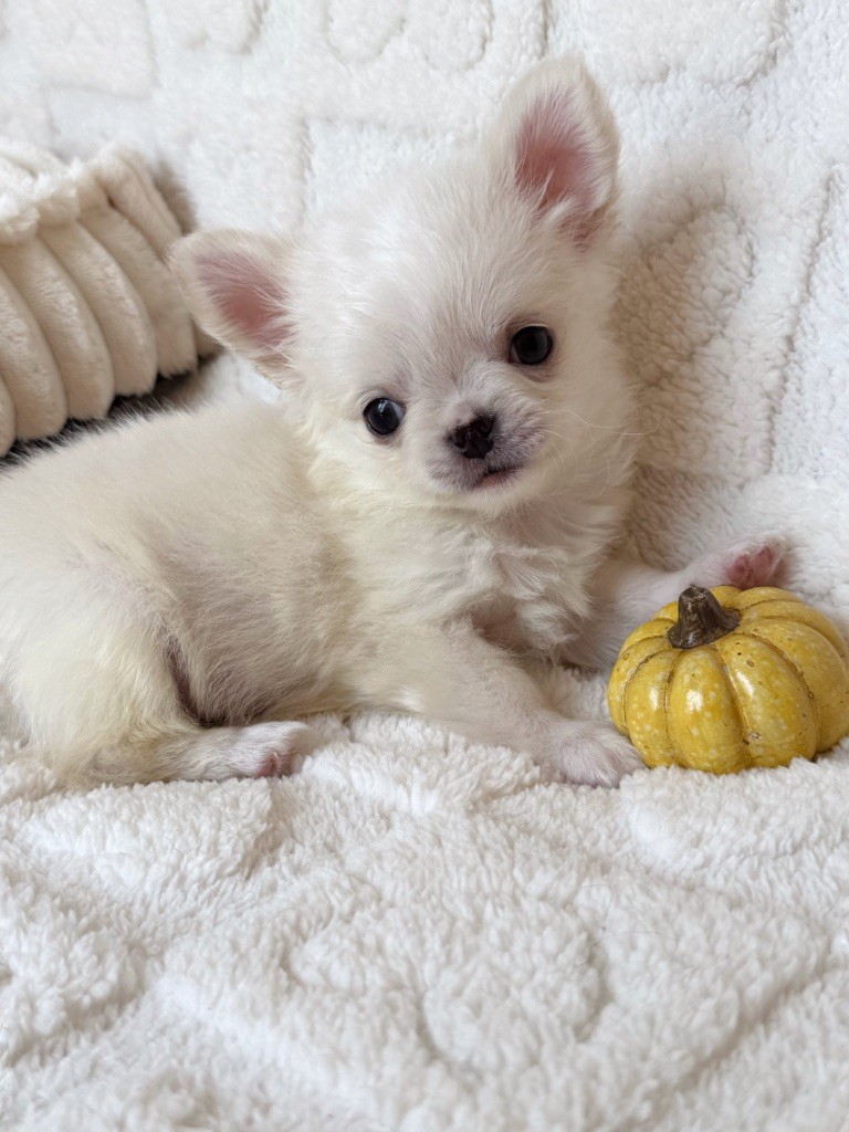 Des Minis Boss - Chiots disponibles - Chihuahua