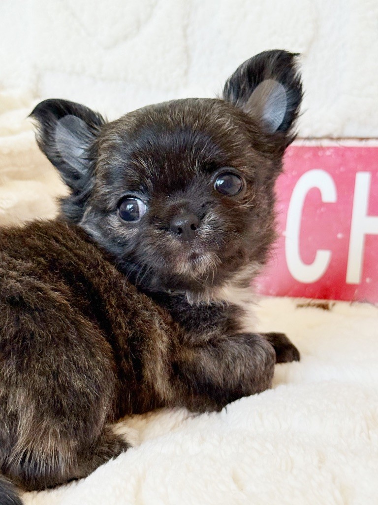 Des Minis Boss - Chiots disponibles - Chihuahua