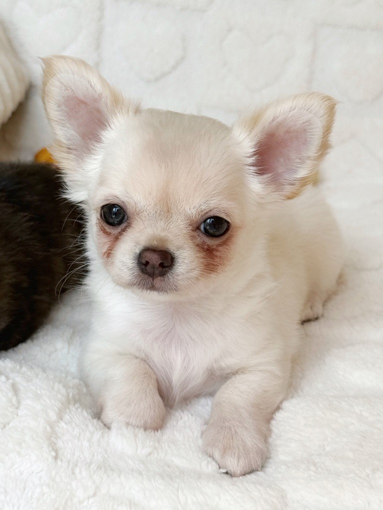 Des Minis Boss - Chiots disponibles - Chihuahua