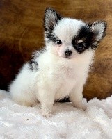 R' POOPIE des Minis Boss