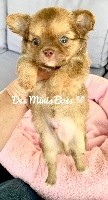 Rikiki des Minis Boss