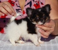 OTHELLO des Minis Boss