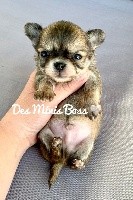 Rouky des Minis Boss 