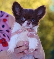 O'LOUIS THEODORE des Minis Boss