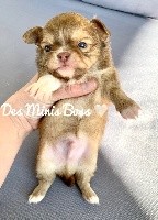 Ramses des Minis Boss