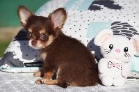 O'MIA des Minis Boss