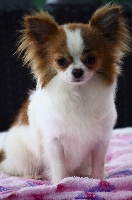 Little Prince des Minis Boss
