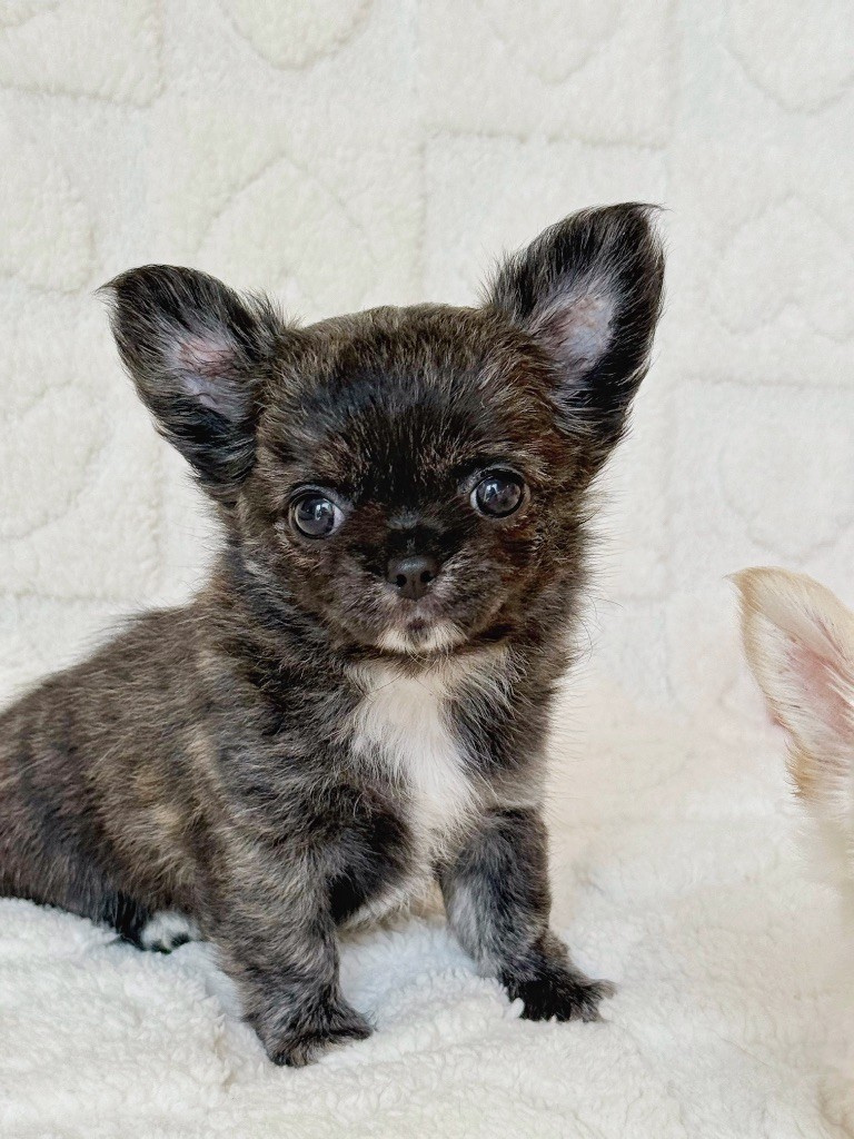 Des Minis Boss - Chiots disponibles - Chihuahua
