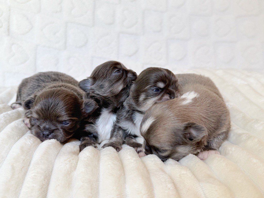Chiot Chihuahua Des Minis Boss